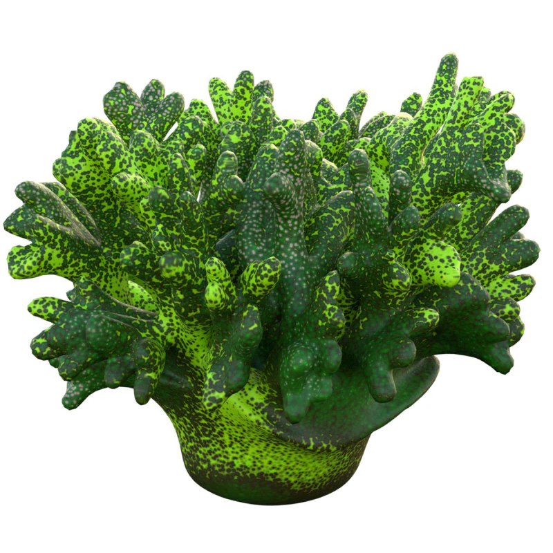 Coral reef 12 3D Model .c4d .max .obj .3ds .fbx .stl .blend