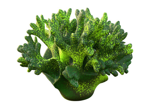 珊瑚礁 12 3D 模型