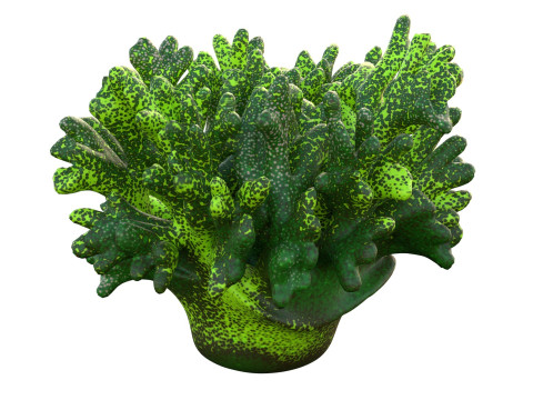 珊瑚礁 12 3D 模型