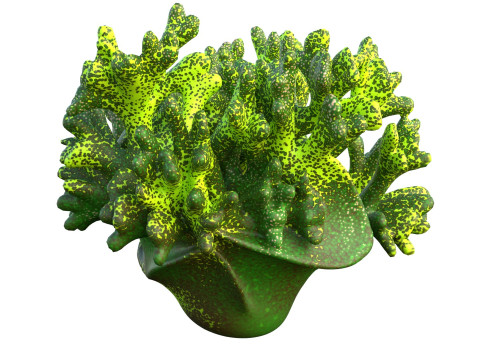 珊瑚礁 12 3D 模型