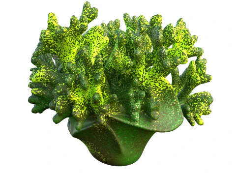 Coral reef 12 3D Model