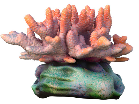 Arrecife de coral 13 Modelo 3D
