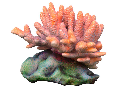Coral reef 13 3D Model