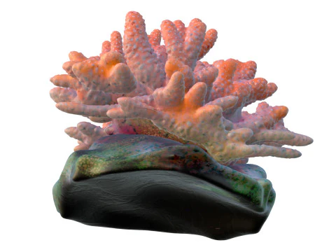 Coral reef 13 3D Model