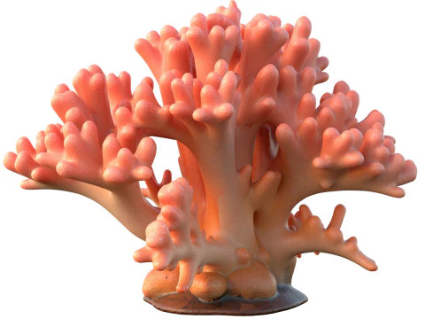 Terumbu karang 14 Model 3D