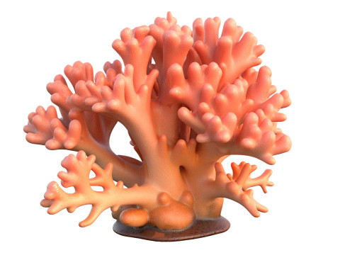 Coral reef 14 3D Model