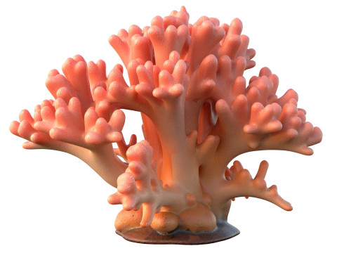 Coral reef 14 3D Model
