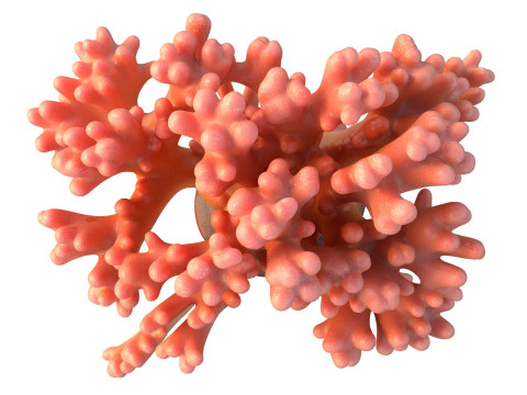 Coral reef 14 3D Model