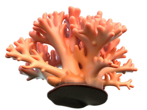 Coral reef 14 3D Model