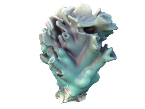 Terumbu karang 15 Model 3D