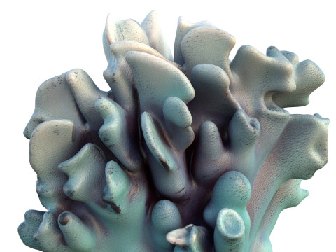 Terumbu karang 15 Model 3D