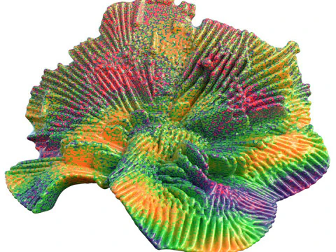Terumbu karang 16 Model 3D