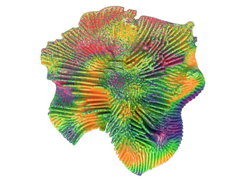 Recife de coral 16 Modelo 3D