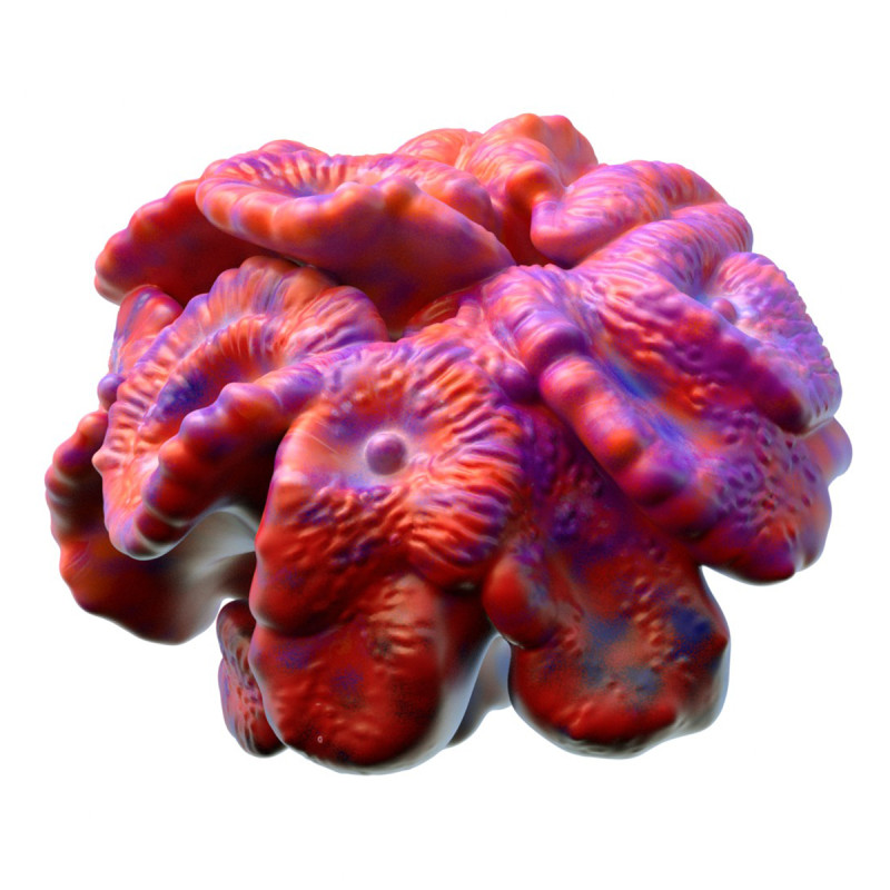 Coral reef 17 3D Model .c4d .max .obj .3ds .fbx .stl .blend