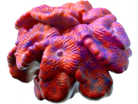 Terumbu karang 17 Model 3D