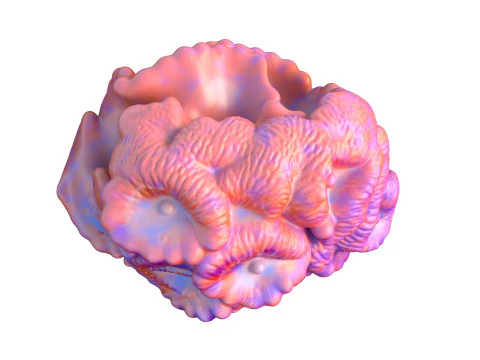 Coral reef 17 3D Model