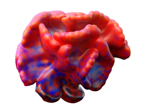Coral reef 17 3D Model