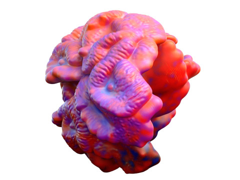 Coral reef 17 3D Model