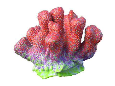 サンゴ礁 18 3Dモデル