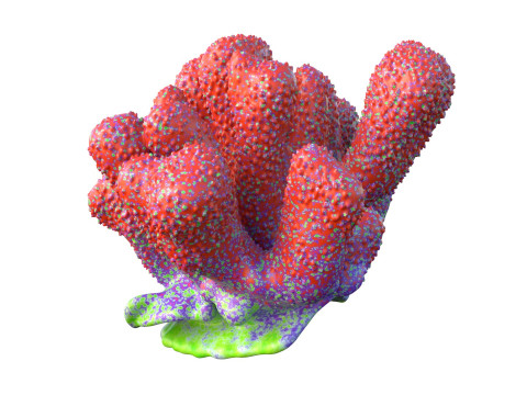 サンゴ礁 18 3Dモデル