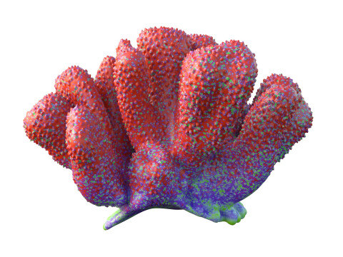 サンゴ礁 18 3Dモデル