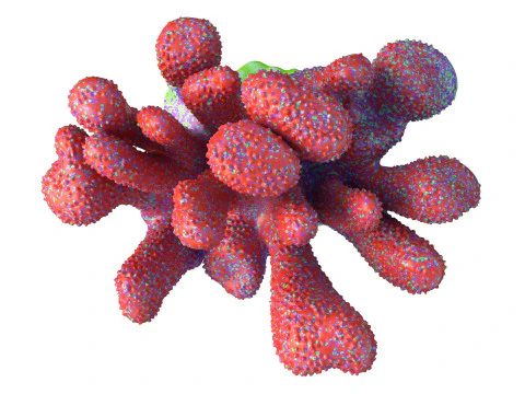 Coral reef 18 3D Model