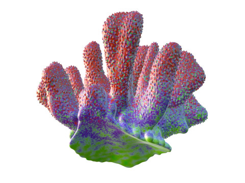 サンゴ礁 18 3Dモデル