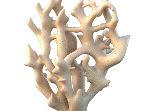 Terumbu karang 19 Model 3D