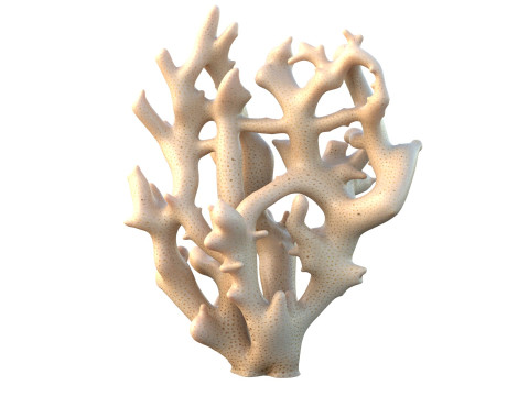 珊瑚礁 19 3D 模型
