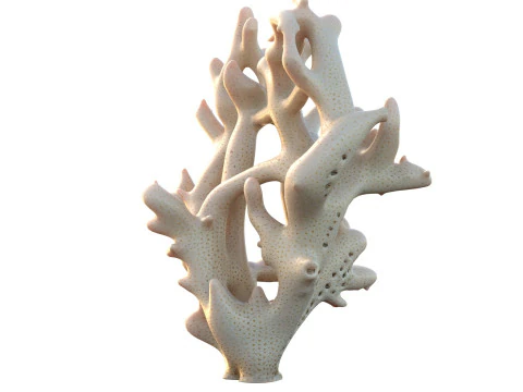 Coral reef 19 3D Model