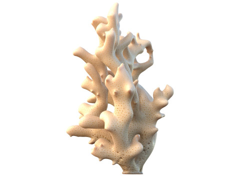 珊瑚礁 19 3D 模型