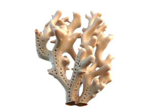 珊瑚礁 19 3D 模型