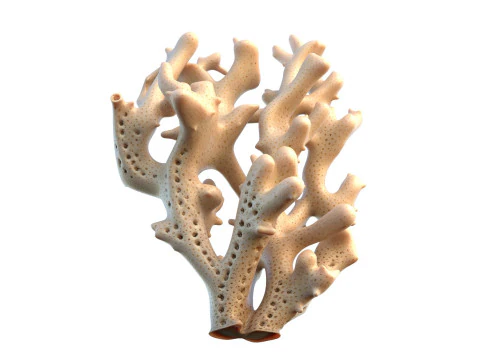 Coral reef 19 3D Model
