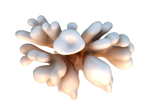 サンゴ礁 20 3Dモデル