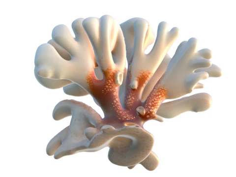 Coral reef 20 3D Model