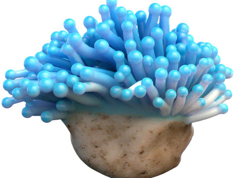 Terumbu karang 22 Model 3D