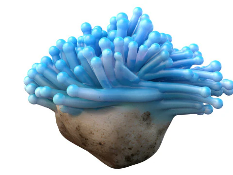 Coral reef 22 3D Model