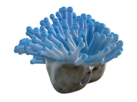 Coral reef 22 3D Model