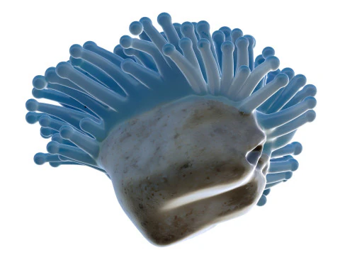 Coral reef 22 3D Model