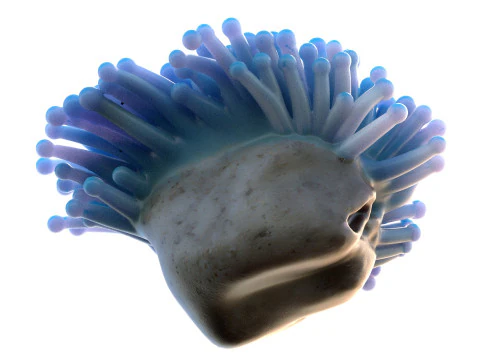 Coral reef 22 3D Model