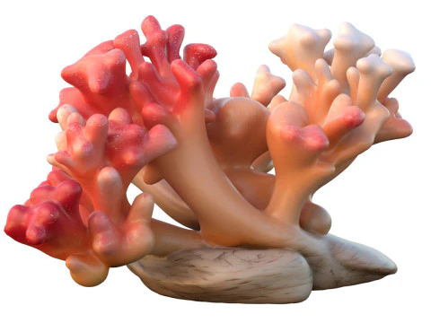 Terumbu karang 23 Model 3D