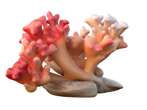Coral reef 23 3D Model