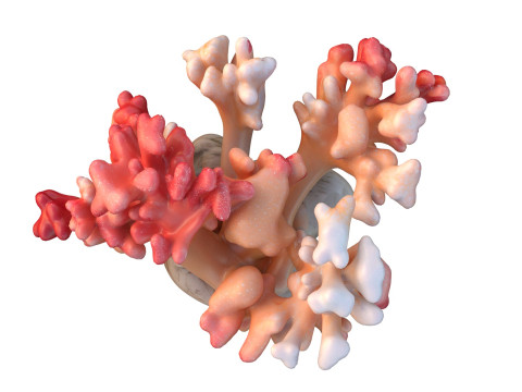 Coral reef 23 3D Model