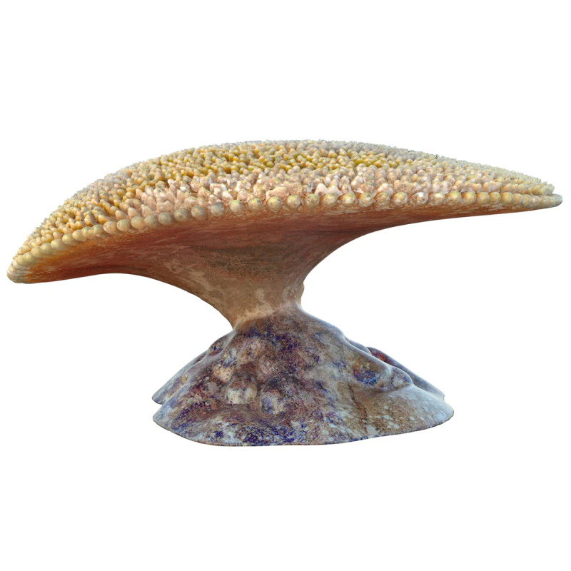Coral reef 24 3D Model .c4d .max .obj .3ds .fbx .stl .blend 