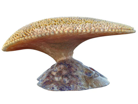 Terumbu karang 24 Model 3D