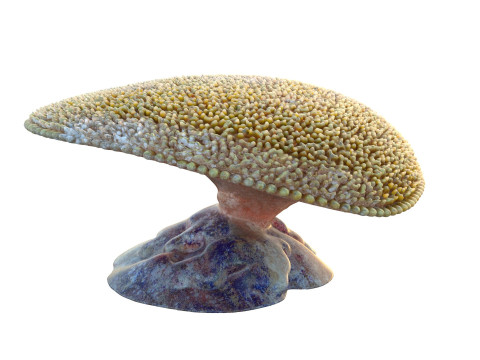 珊瑚礁 24 3D 模型