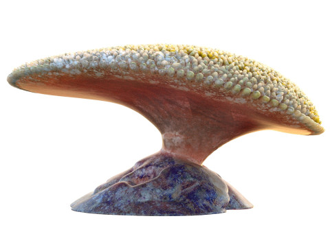 珊瑚礁 24 3D 模型