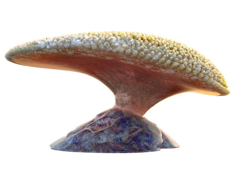 Coral reef 24 3D Model