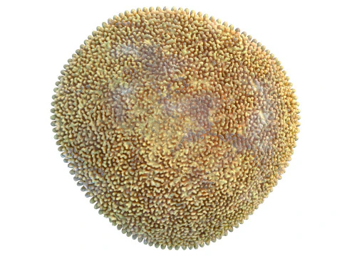 Coral reef 24 3D Model