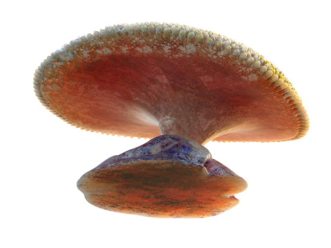 Coral reef 24 3D Model